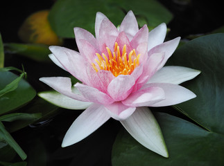 one pink lotus in pond