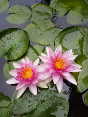 two pink lotus in pond