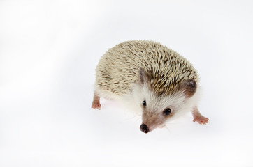 african pygmy hedgehog
