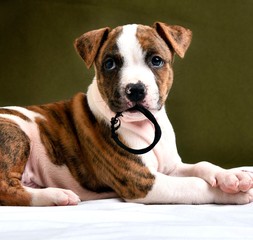 Pitbull puppy, two brown and white colors, with dark green background