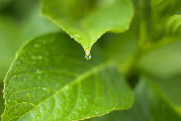 green hydrangea leaf detail, with water drop suspended about to fall