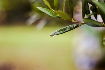 olive tree detail in green color, with water drop and blurred background