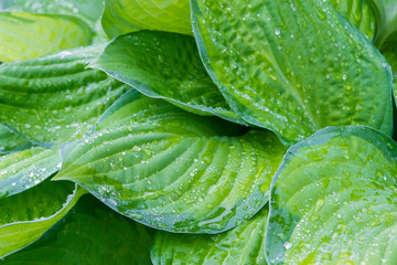 Obraz premium Raindrops and dew on the green leaves of the plant