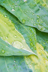 Obraz premium Raindrops and dew on the green leaves of the plant