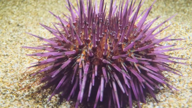 Sea Urchin walks on the sand. Purple Sea Urchin (Paracentrotus lividus) Underwater shot. Mediterranean Sea, Europe.