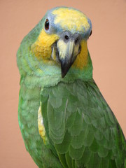 Portrait of an orange-winged amazon (Amazon amazonica) with a salmon colored background