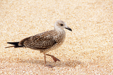 Larus argentatus. Silver gull on the seashore. Gull