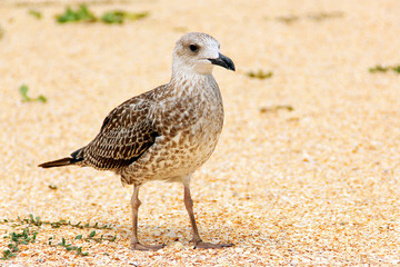 Larus argentatus. Silver gull on the seashore. Gull