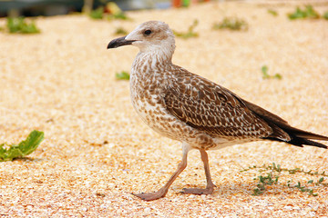 Larus argentatus. Silver gull on the seashore. Gull