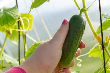Woman's hand removes a cucumber from a branch in the greenhouse