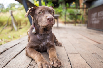 Alone brown dog lying on wood in cafe
