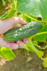 Woman's hand removes a cucumber from a branch in the greenhouse