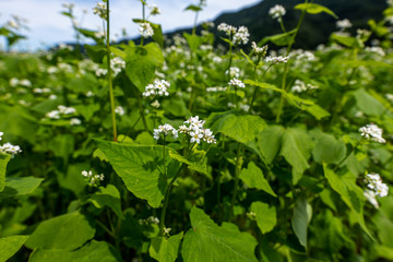 白い花咲く白山麓の蕎麦畑