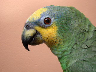 Portrait of an orange-winged amazon (Amazon amazonica) with a salmon colored background