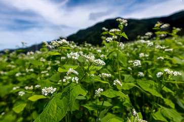 白い花咲く白山麓の蕎麦畑