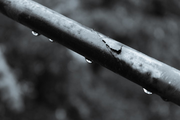 ature, water, tree, green, branch, drop, plant, leaf, macro, dew, grass, rain, forest, spring, close-up, wood, wet, leaves, drops