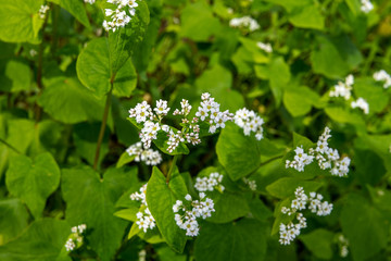 白い花咲く白山麓の蕎麦畑