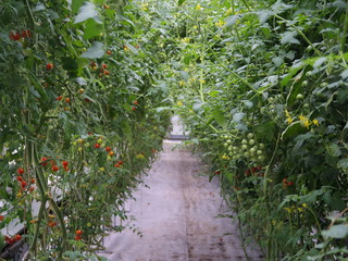 Growing cherry tomatoes in a greenhouse