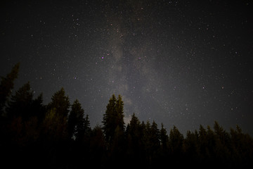 Black trees in an autumn starry night