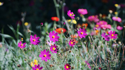 Obraz premium purple flowers in the front garden