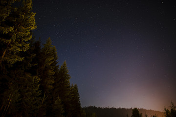 Evergreen trees seen in the night