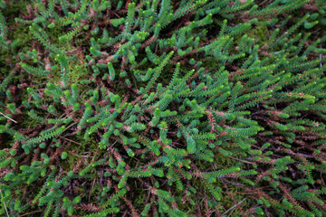 Pflanzen an der nordsee im Fichtenwald