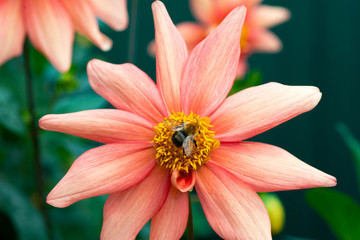 Macro photo bumblebee on an orange flower. Bumblebee collects nectar on the flower.