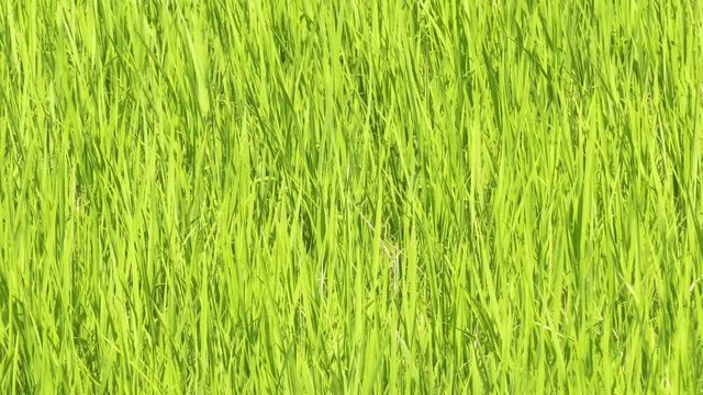 closeup green paddy farm in the countryside