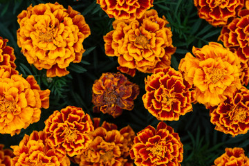 The texture of the orange flowers