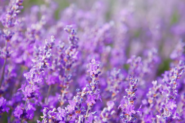 Close up Bushes of lavender purple aromatic flowers at lavender field