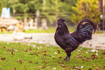 black rooster on the farm, side view