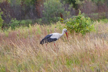 A stork bird walks across the field in search of food.