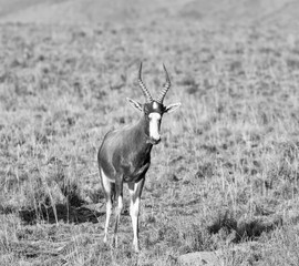 Blesbok Antelope