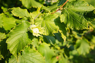 Fresh one young hazelnut growing on tree branch