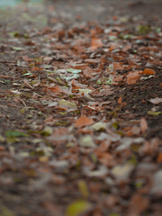 Colorful autumn leaves on the ground. Macro tiltshift effect