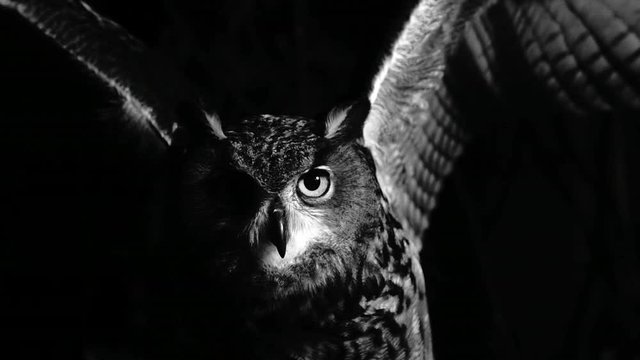 Super slowmotion of owl flapping its wings in the night. Black and white shot. Fear. Halloween.