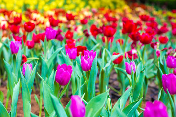 Beautiful tulip blossom colorful flower in garden