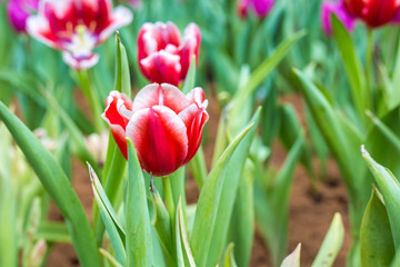 Beautiful tulip blossom colorful flower in garden