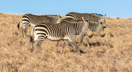 Obraz na płótnie Canvas Cape Mountain Zebra