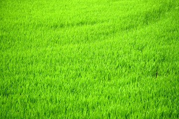 Green rice fields beautiful landscape for background
