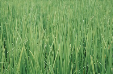green wheat field of grass