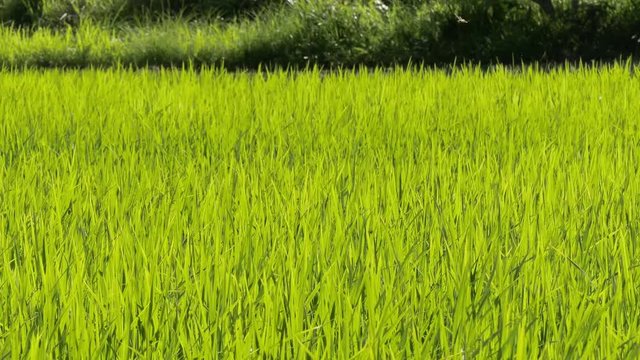 green paddy farm with dragonfly flying in the countryside