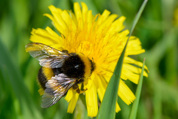 Trzmiel zbierający nektar z mlecza © SebbPL