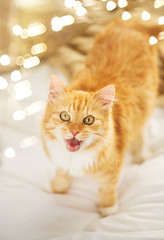 pets and hygge concept - red tabby cat mewing in bed at home