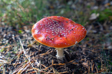 Grzyb muchomor © SebbPL