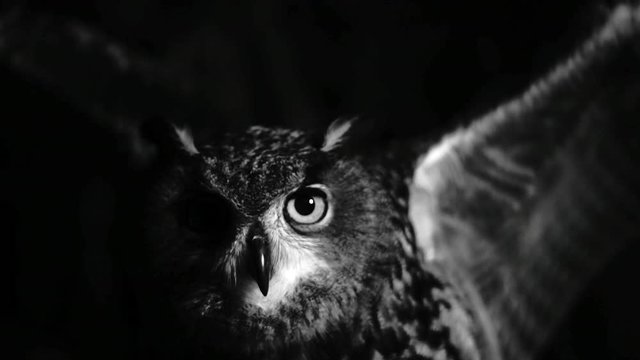 Super slowmotion of owl flapping its wings in the night. Black and white shot. Fear.
