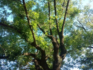 Árbol en el parque