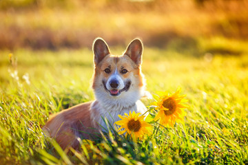 portrait of a beautiful dog puppy Corgi sitting on a field with yellow flowers of sunflower in the warm clear summer day and pretty smiles