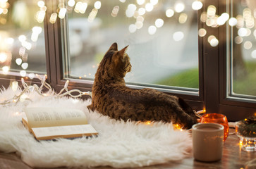 pets, christmas and hygge concept - tabby cat lying on window sill with book and garland lights at home