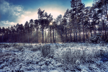 Mroźny poranek nad leśna polaną z promieniami słońca © SebbPL